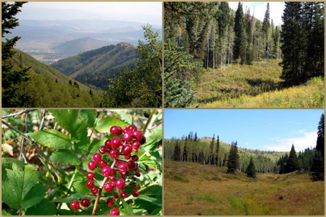 Wasatch Crest