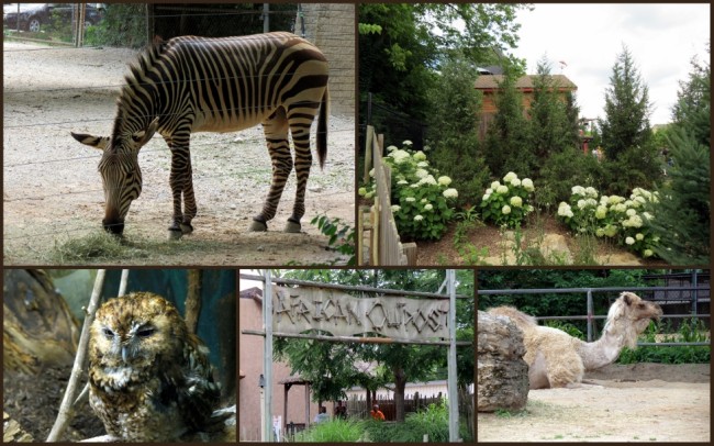 Louisville Zoo #8